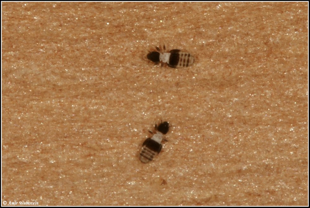 Psocoptera d''Israele